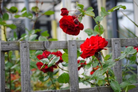 Garden nature red photo