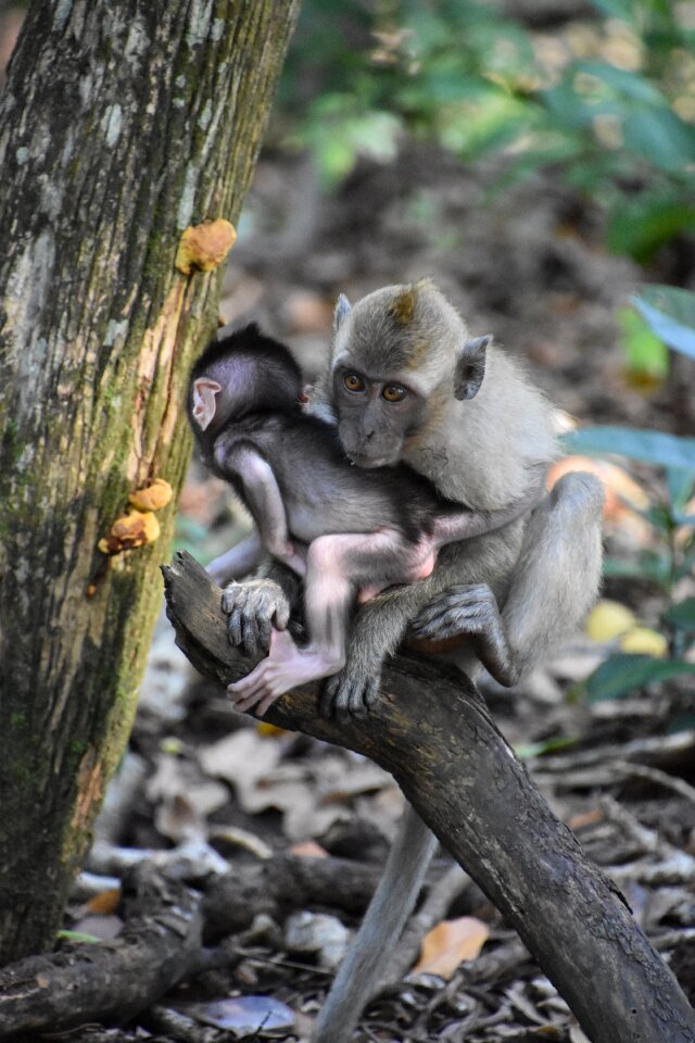 Indonesia monkey nature