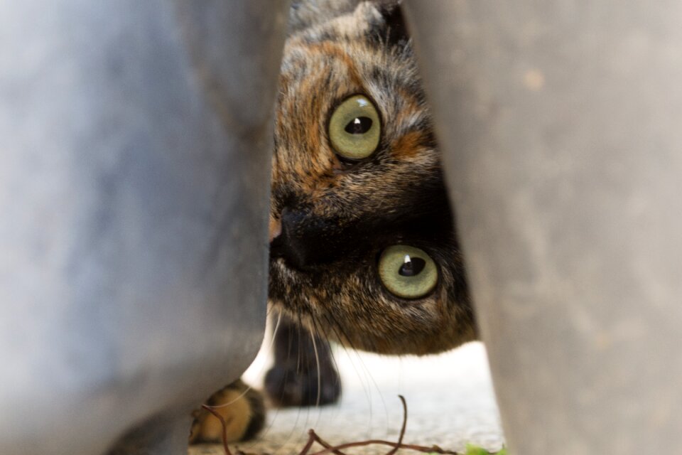 Cute kitten portrait