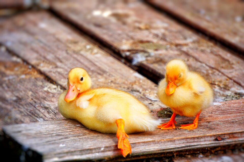 Duckling ducklings pond