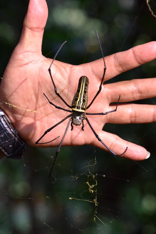 Indonesia spin nature
