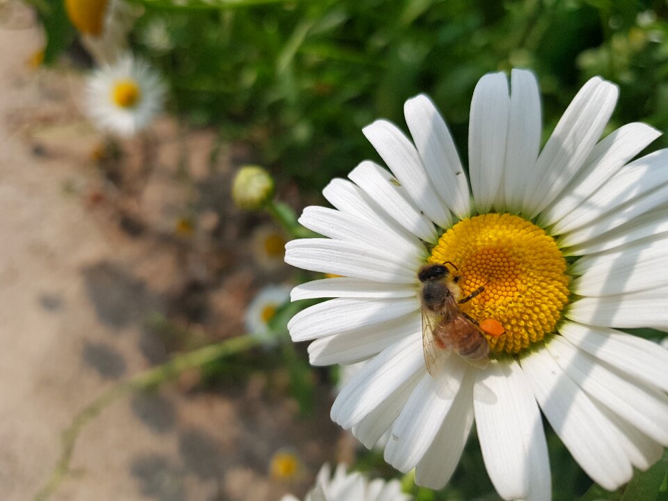 Bee background photo katok life