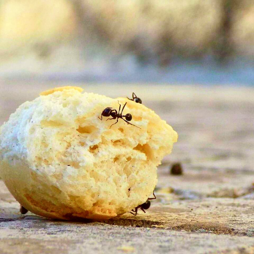 Bread macro small ant animal