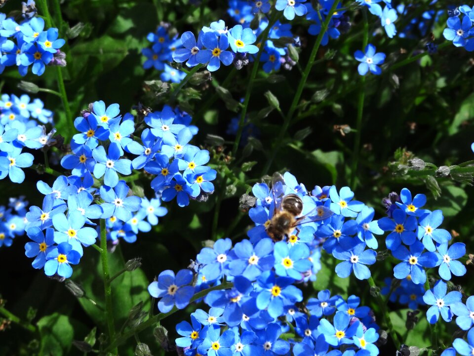 Plant pointed flower bee photo