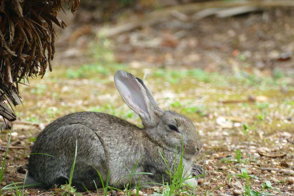 Rabbit grass little