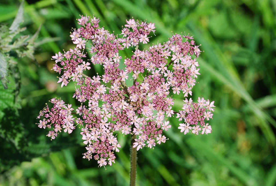 Flower heracleum sphondylium herbaceous