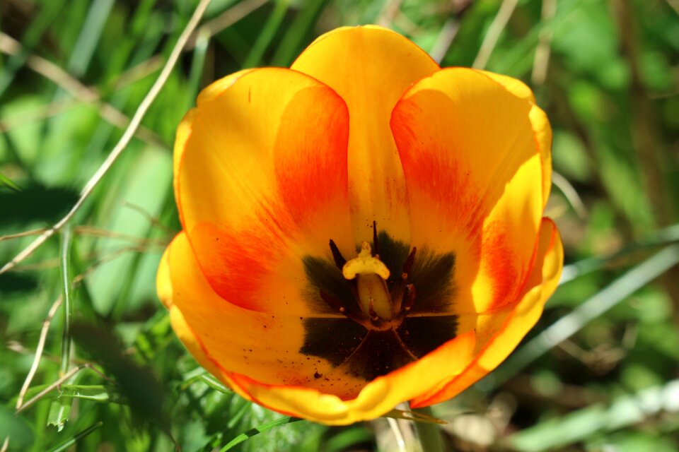 Bloom nature plant