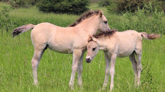 Love maternal love thoroughbred