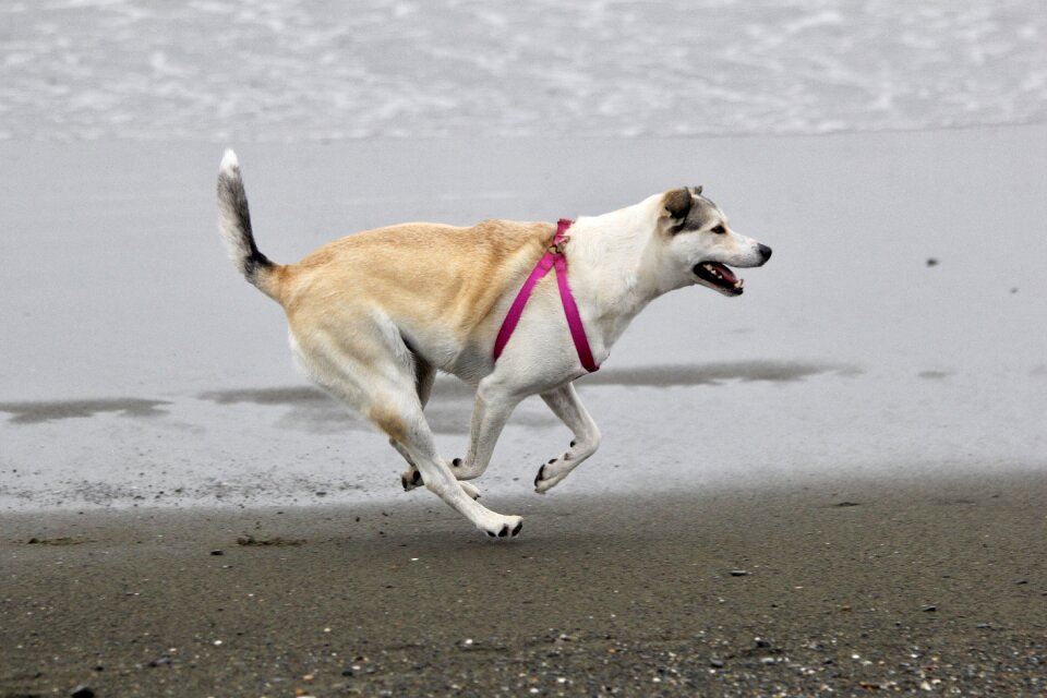 Gray running gray run
