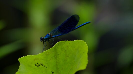 Black bug wing photo
