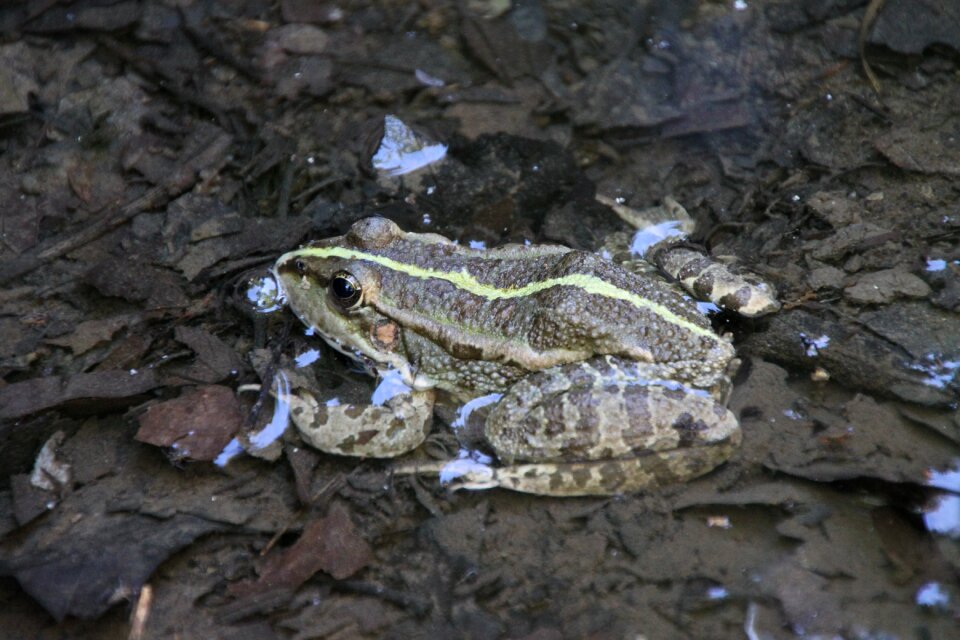 Animal nature pond