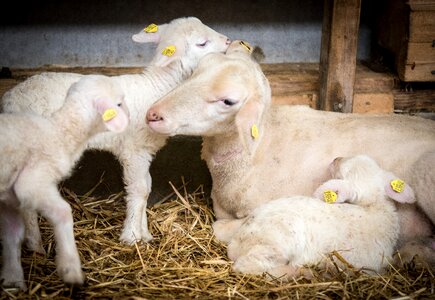 Wool pasture agriculture photo