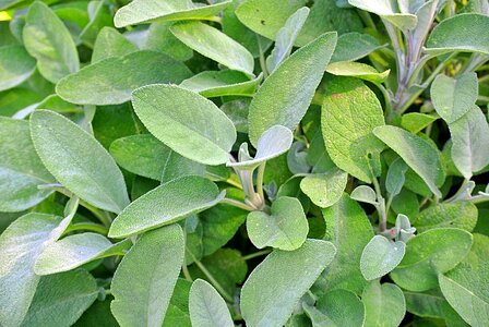 Green herb medicinal plant photo