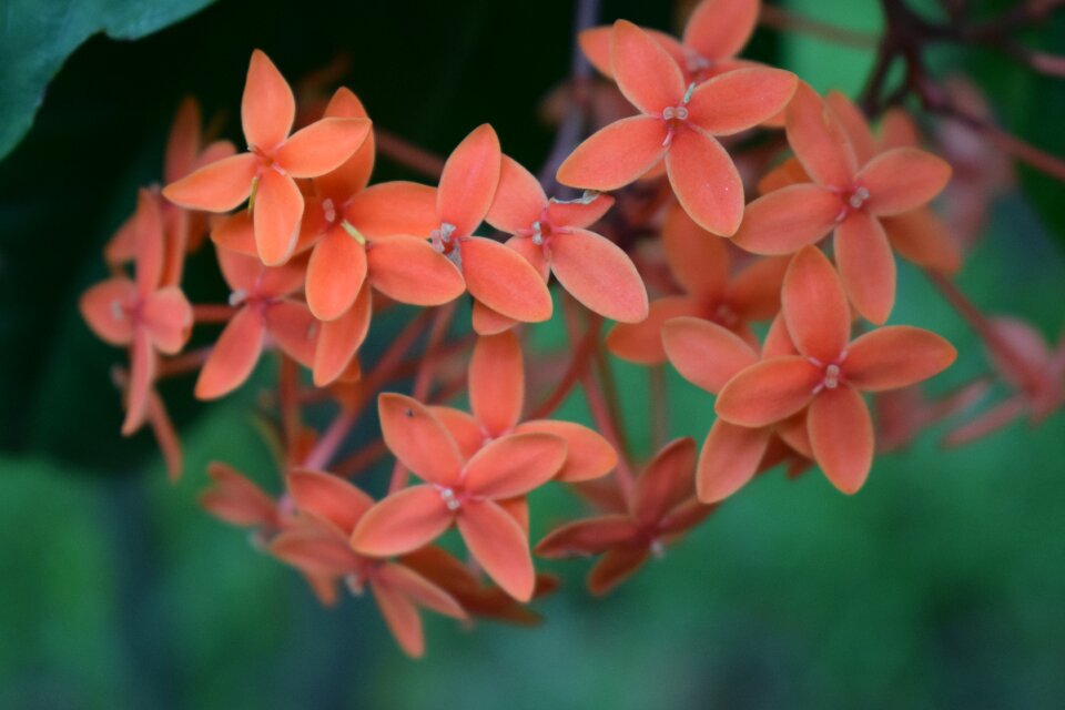 Spring nature decorative