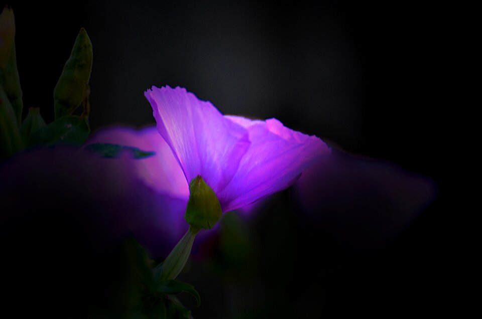 Purple nature plant