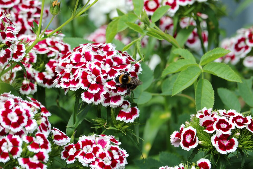 Bloom flowers clove
