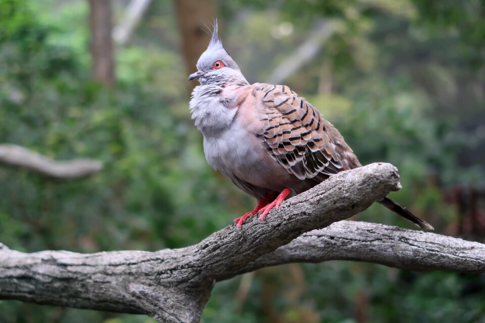 Hong kong nature dove