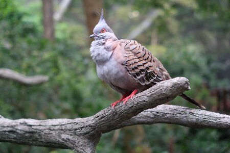Hong kong nature dove