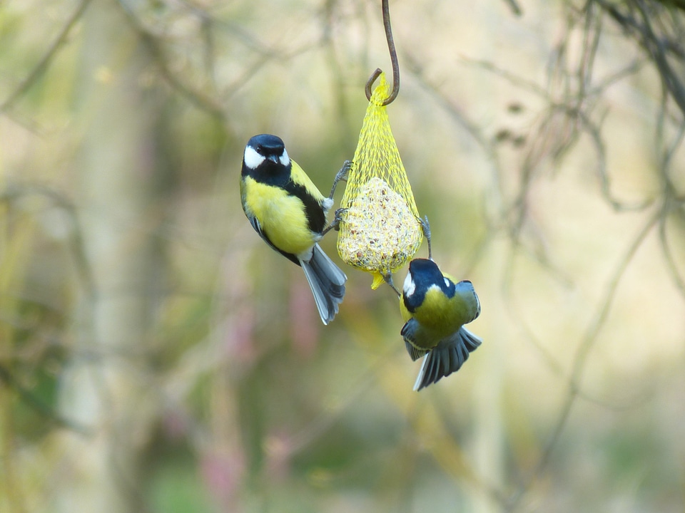 Passeri songbird bird