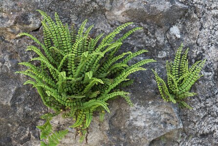 Natural stone wall karg moose photo