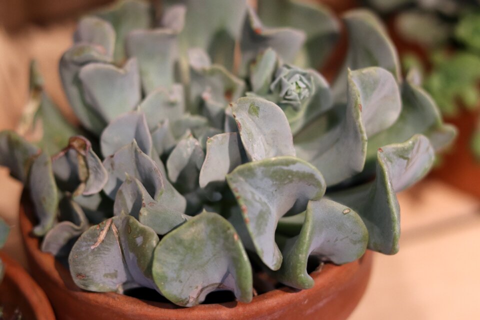 Flowerpot vegetation green