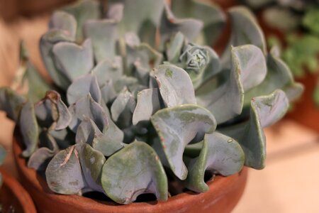 Flowerpot vegetation green