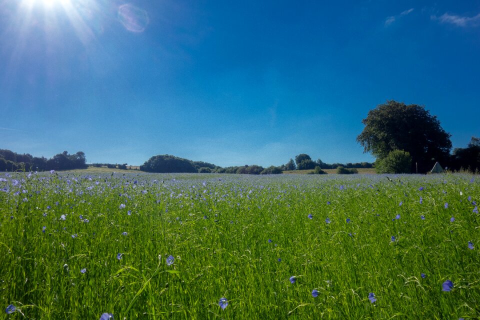 France flower blue