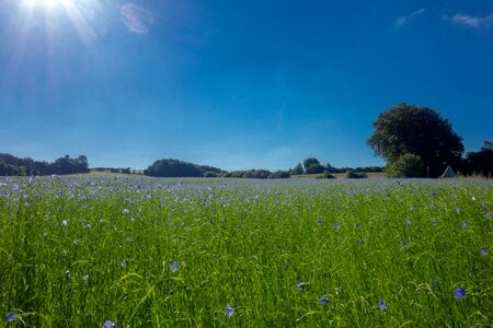 France flower blue