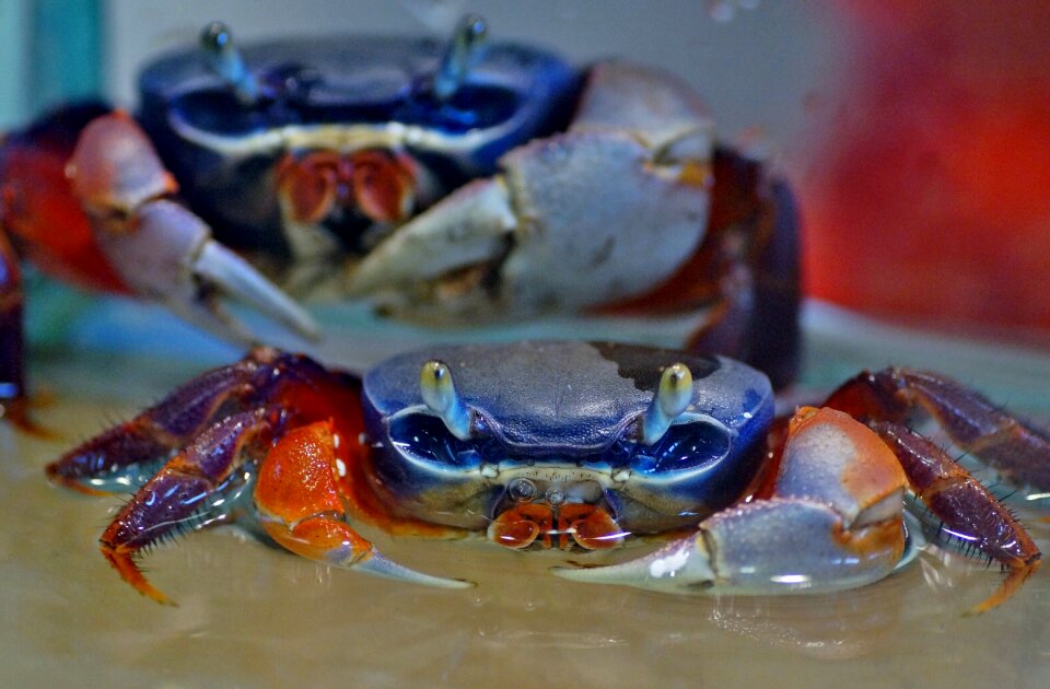 Crustaceans crustacean pincers