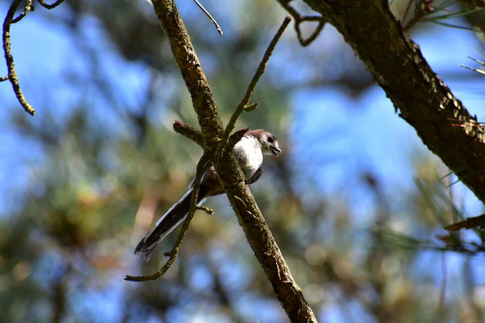 Bird wild birds energy guide