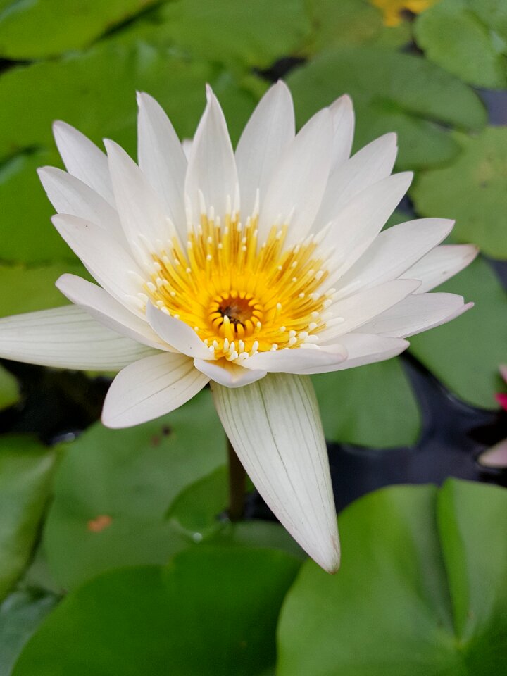 Lotus flower lily
