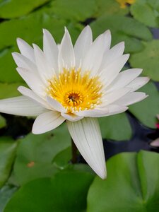 Lotus flower lily