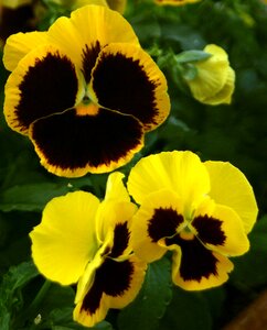 Garden nature flowers
