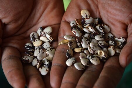 Lima nature seed