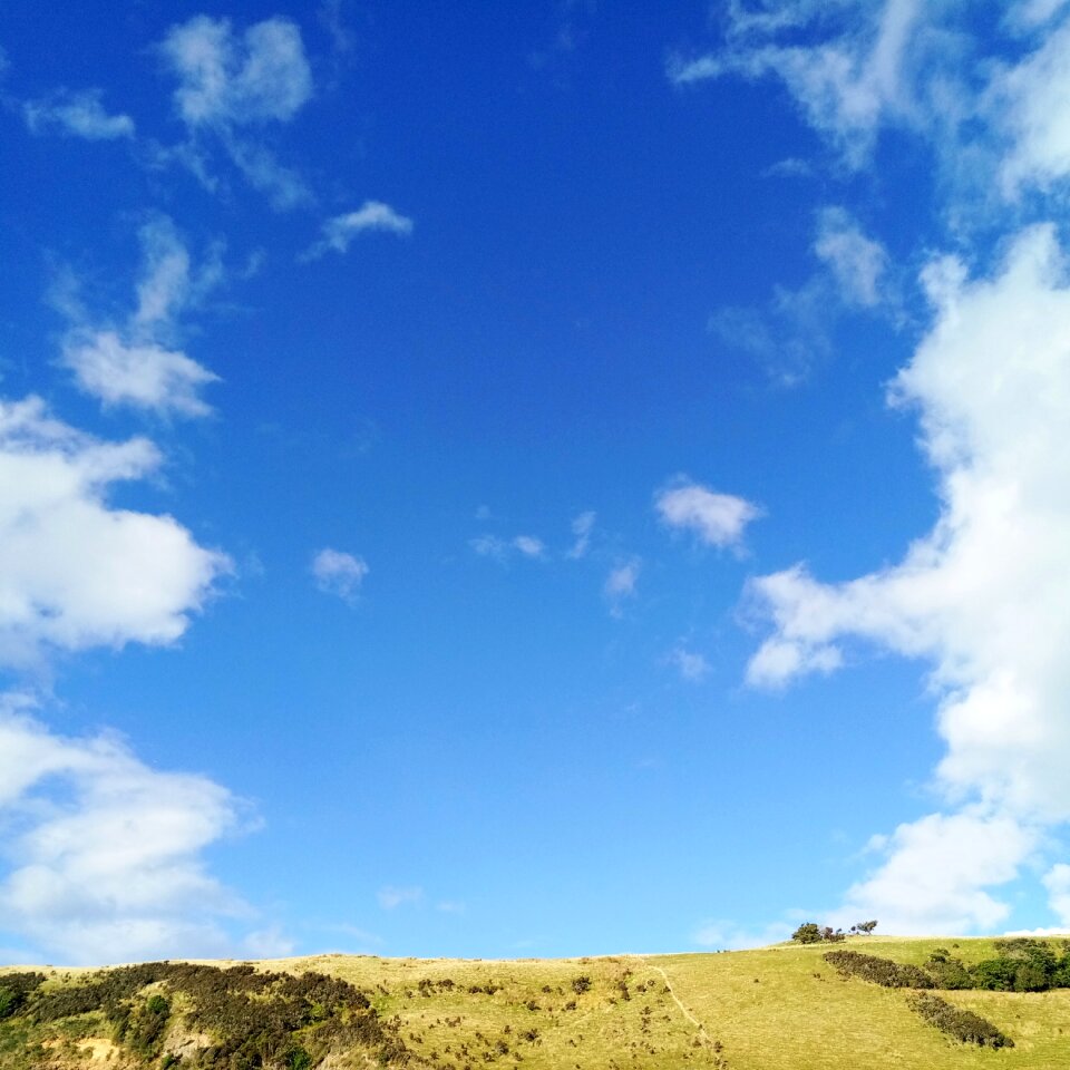 Blue green grass