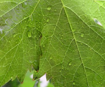 Grape foliage rain