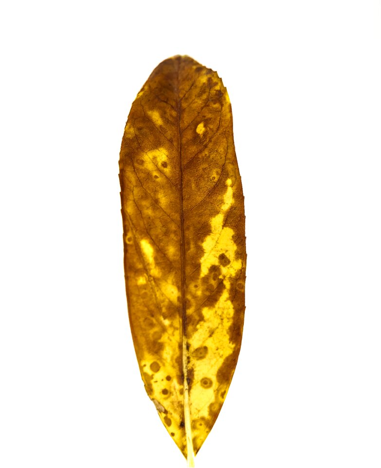 Plant autumn color