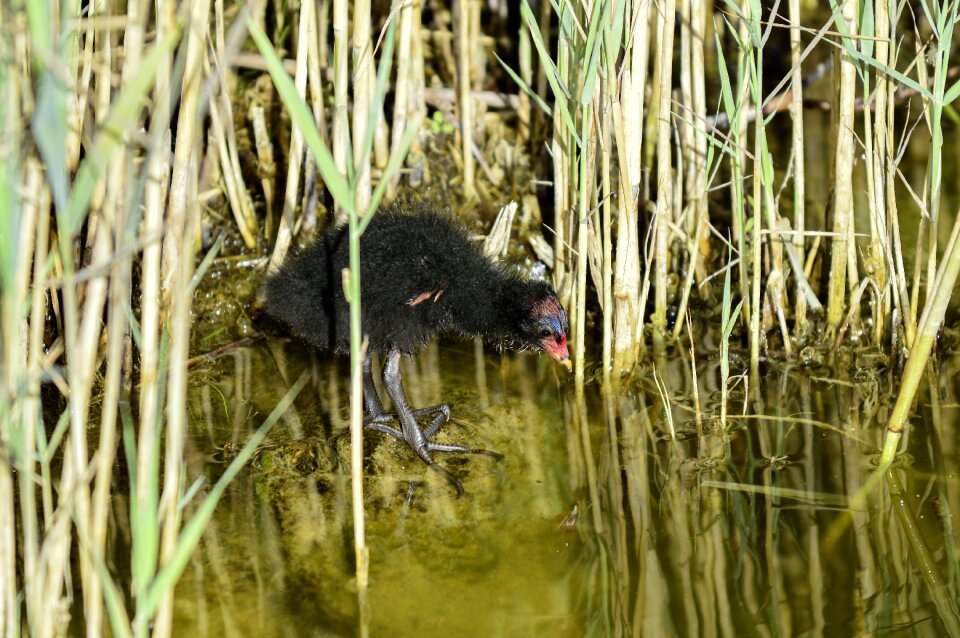 Moorhen young bird photo