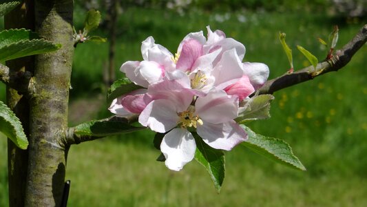 Spring spring flower pink photo