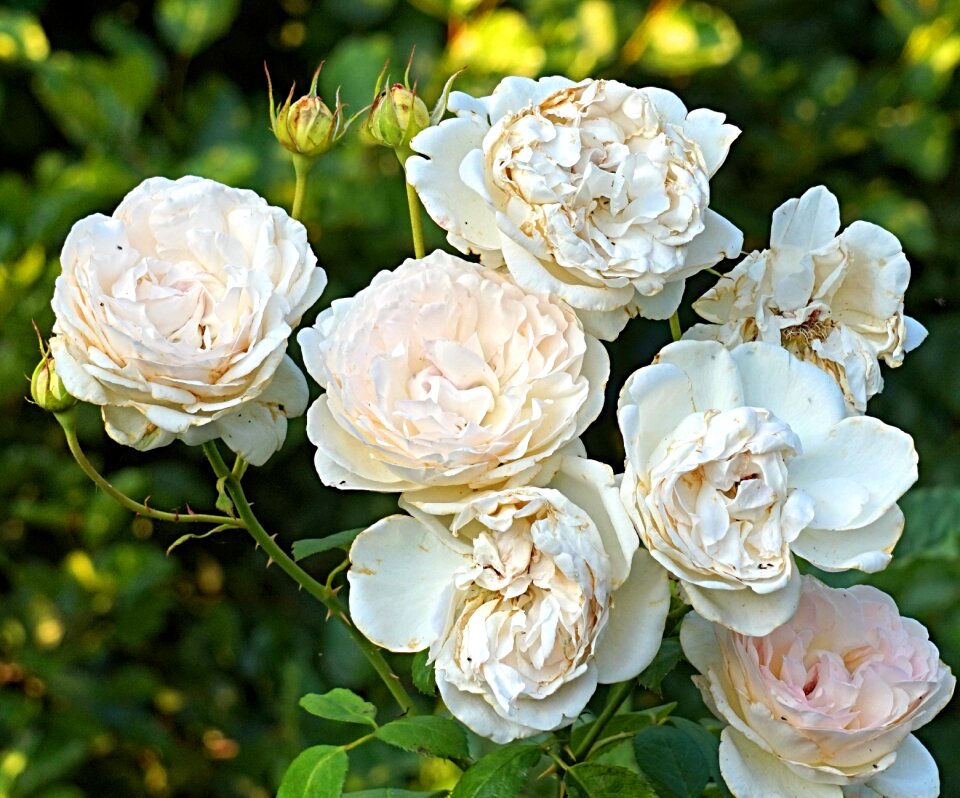 Faded nature rose bloom