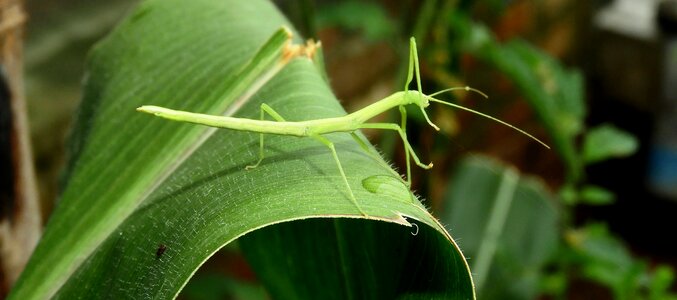 Leaf palo colombia photo