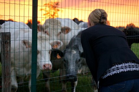 Cows talk to the cow sunset