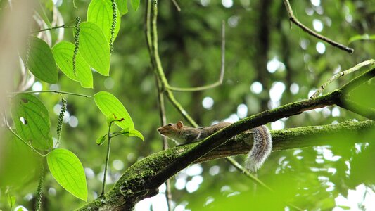 Animal cute nature