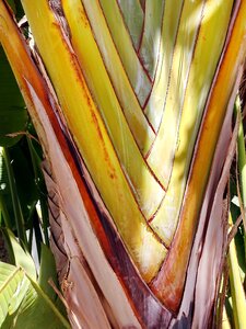 Flat palm texture color