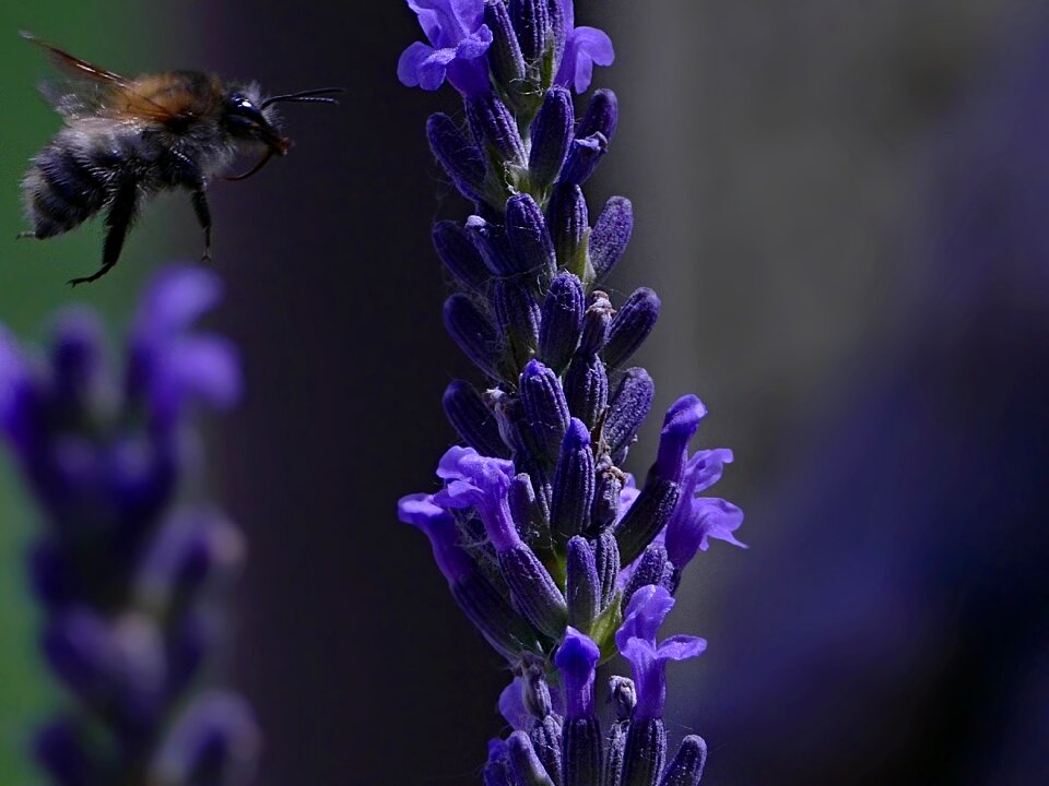 Plant insects for the flight