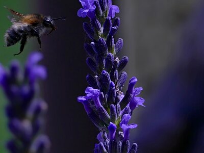Plant insects for the flight