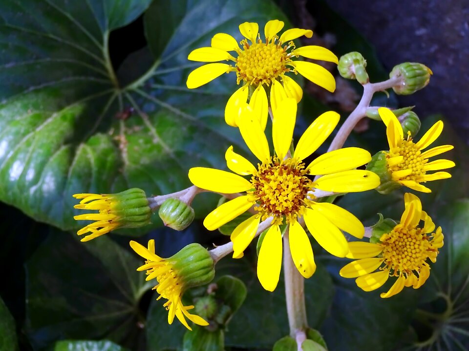 Composite petals stamens