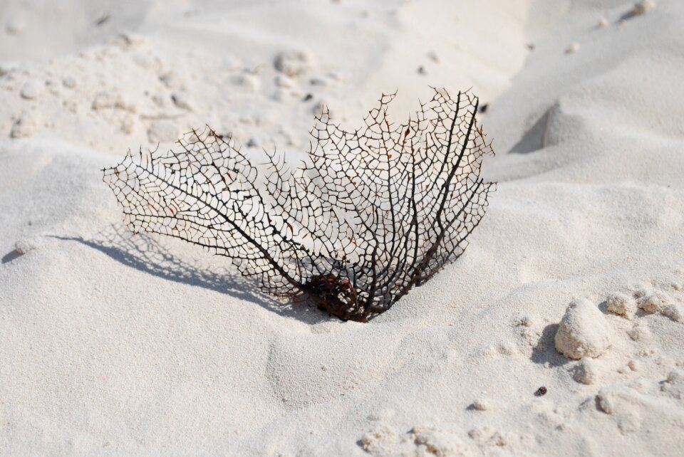 Sand coral ocean plant