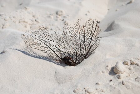 Sand coral ocean plant