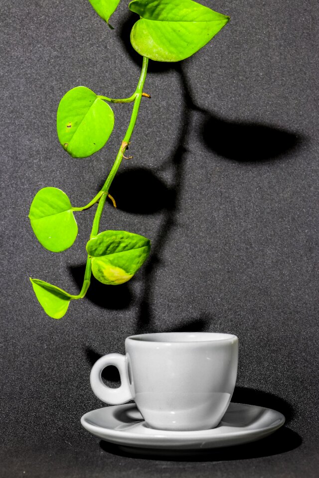 Twig cupcake saucer